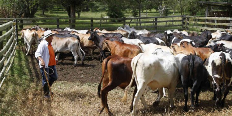 Ganaderos piden garantías en seguridad para el desarrollo de sus actividades productivas