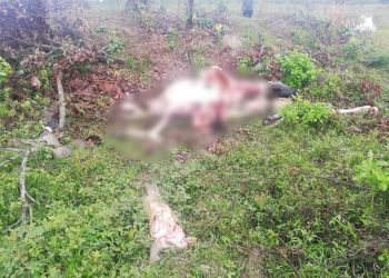 Abigeato: los agarraron con «las manos en la carne» luego de matar dos vacas de alta genética