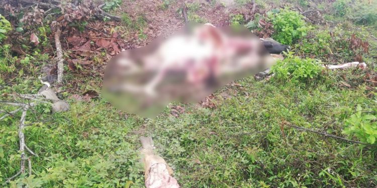 Abigeato: los agarraron con «las manos en la carne» luego de matar dos vacas de alta genética