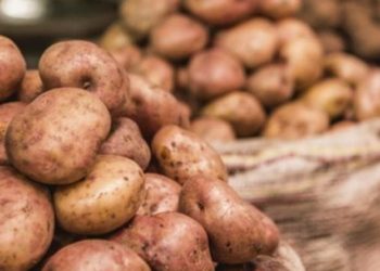 Para salvar sus productos ante la pandemia papicultores colombianos lanzan un S.O.S.