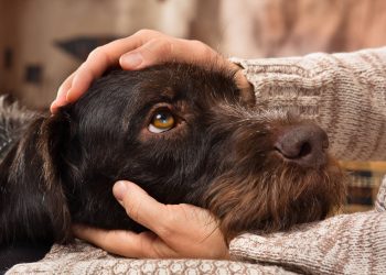 ¿Cómo evitar que mi mascota sufra con la pólvora?