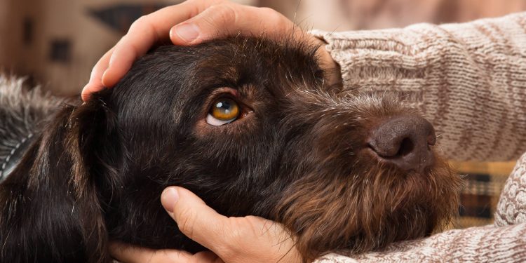 ¿Cómo evitar que mi mascota sufra con la pólvora?