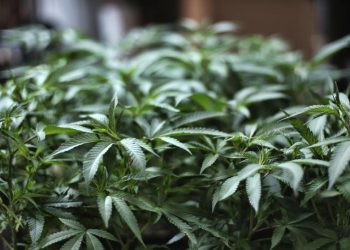 La ONU reconoce oficialmente las propiedades medicinales del cannabis