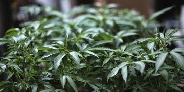 La ONU reconoce oficialmente las propiedades medicinales del cannabis