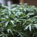 La ONU reconoce oficialmente las propiedades medicinales del cannabis
