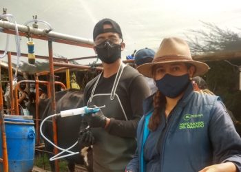 Arauca ha vacunado contra aftosa 605.000 animales de su hato bovino