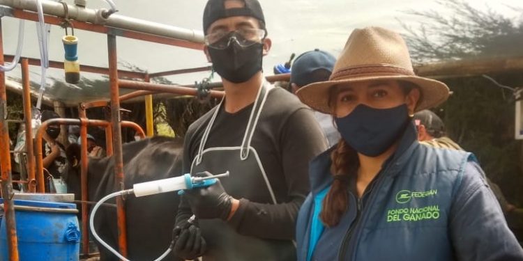 Arauca ha vacunado contra aftosa 605.000 animales de su hato bovino