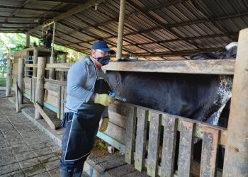Campaña anti aftosa ha vacunado el 34,5 por ciento del hato bovino nacional