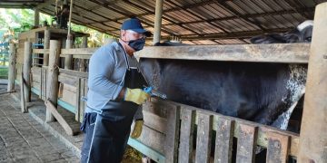 Campaña anti aftosa ha vacunado el 34,5 por ciento del hato bovino nacional
