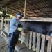 Campaña anti aftosa ha vacunado el 34,5 por ciento del hato bovino nacional