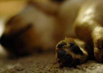 Con tristeza, abuelo despidió a su mascota luego de ser envenenada