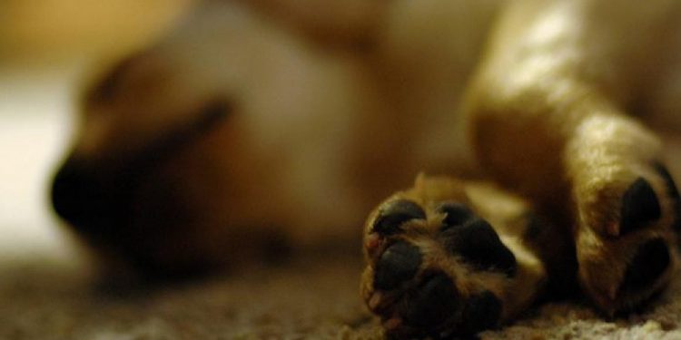 Con tristeza, abuelo despidió a su mascota luego de ser envenenada
