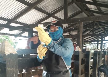 Arauca ha vacunado contra aftosa el 73,4 % de su hato bovino