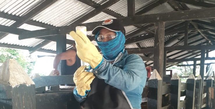 Arauca ha vacunado contra aftosa el 73,4 % de su hato bovino