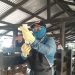 Arauca ha vacunado contra aftosa el 73,4 % de su hato bovino
