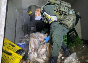 Polfa incautó cargamento de 630 kilos de pescado de contrabando