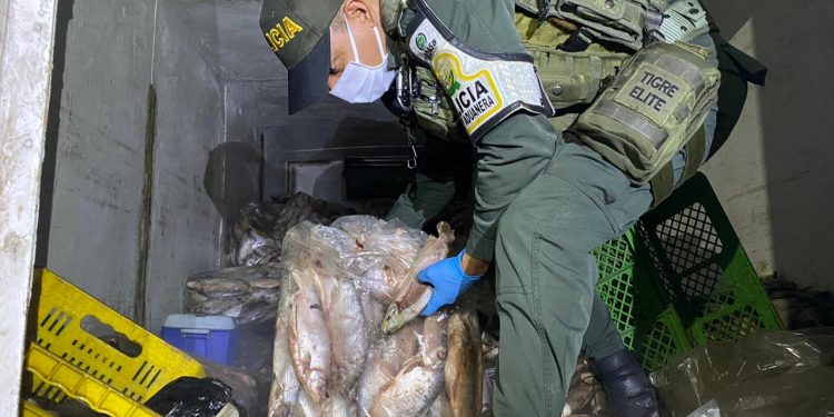 Polfa incautó cargamento de 630 kilos de pescado de contrabando