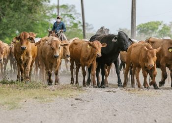 Arauca ha vacunado contra aftosa el 37% de su hato bovino