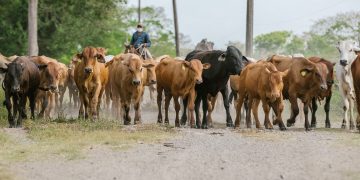 Arauca ha vacunado contra aftosa el 37% de su hato bovino