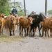 Arauca ha vacunado contra aftosa el 37% de su hato bovino