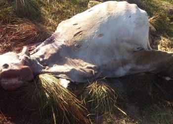 Nuevo caso de carneo y robo de caballos se registra en sabanas de Arauca