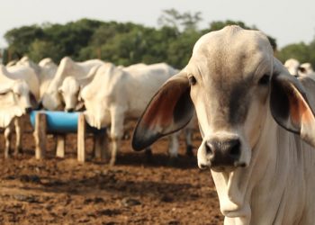 El ICA alerta sobre brotes de estomatitis vesicular en Arauca