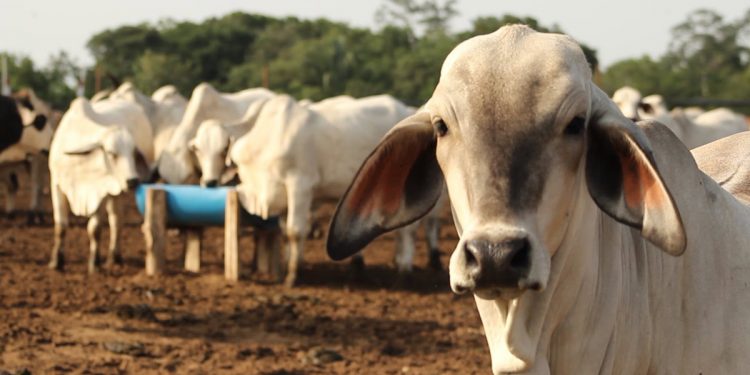 El ICA alerta sobre brotes de estomatitis vesicular en Arauca
