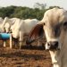 El ICA alerta sobre brotes de estomatitis vesicular en Arauca