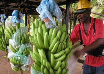 Platanicultores de Arauca con la fe puesta para la entrega de la planta procesadora en el mes de marzo