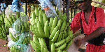 Platanicultores de Arauca con la fe puesta para la entrega de la planta procesadora en el mes de marzo