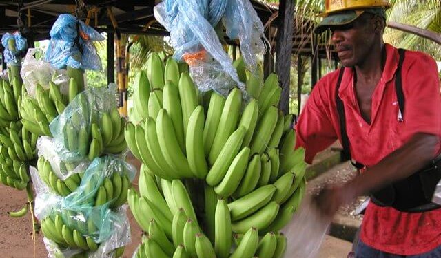 Platanicultores de Arauca con la fe puesta para la entrega de la planta procesadora en el mes de marzo