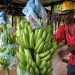Platanicultores de Arauca con la fe puesta para la entrega de la planta procesadora en el mes de marzo