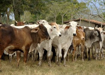 Abigeato desbordado: Roban cerca de 350 reses en finca de Sirenia Saray