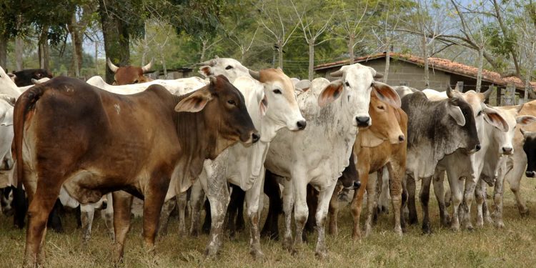Abigeato desbordado: Roban cerca de 350 reses en finca de Sirenia Saray