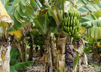 Platanicultores del departamento de Arauca se declaran en crisis