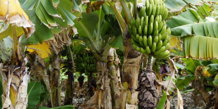 Platanicultores del departamento de Arauca se declaran en crisis