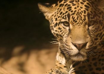 Dos jóvenes Uwa habrían sido devorados por un jaguar en Cubará, Boyacá