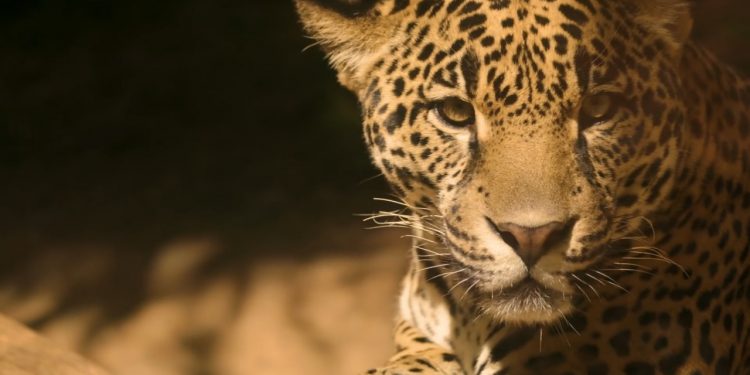 Dos jóvenes Uwa habrían sido devorados por un jaguar en Cubará, Boyacá