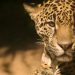 Dos jóvenes Uwa habrían sido devorados por un jaguar en Cubará, Boyacá