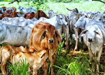 Fedegán celebra la apertura del mercado de Catar para las exportaciones de carne bovina colombiana