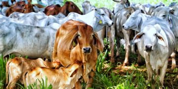 Fedegán celebra la apertura del mercado de Catar para las exportaciones de carne bovina colombiana