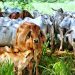 Fedegán celebra la apertura del mercado de Catar para las exportaciones de carne bovina colombiana