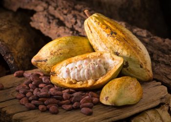 Muestras de cacao de Arauquita y Tame irán al “International Cocoa Awards” 2021