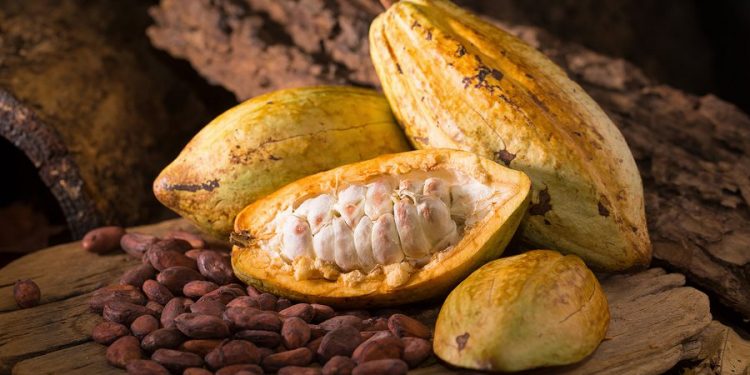 Muestras de cacao de Arauquita y Tame irán al “International Cocoa Awards” 2021