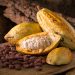 Muestras de cacao de Arauquita y Tame irán al “International Cocoa Awards” 2021