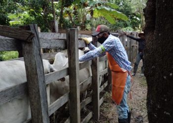 Arauca logró una de las coberturas de vacunación anti aftosa más altas del país (99,4 %)