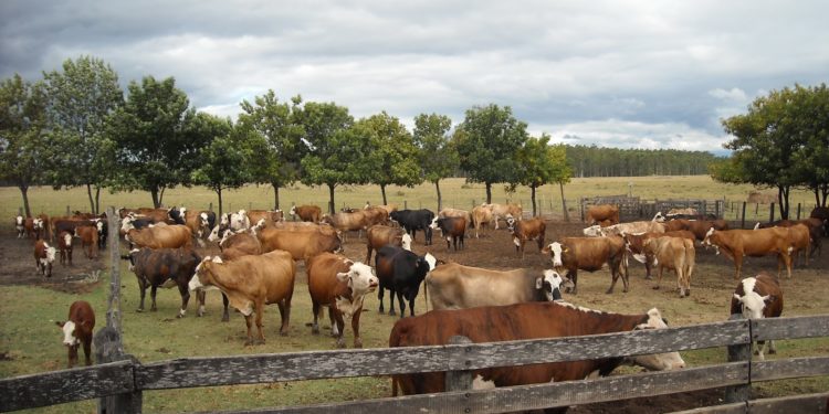 Abigeato desbordado: Nuevo golpe al ganadero araucano