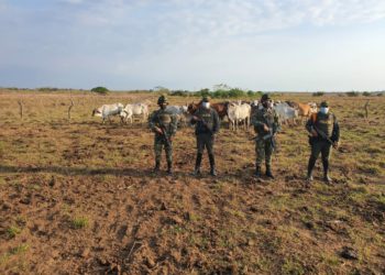 Autoridades recuperaron ganado que había sido hurtado en una finca de Arauca