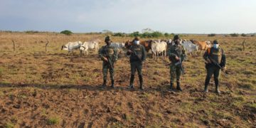 Autoridades recuperaron ganado que había sido hurtado en una finca de Arauca