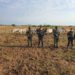 Autoridades recuperaron ganado que había sido hurtado en una finca de Arauca